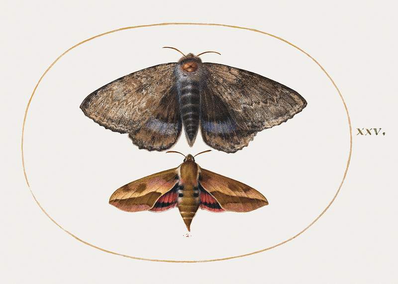 Blue Underwing Moth and Spurge Hawk Moth (1575–1580) painting in high resolution by Joris Hoefnagel. Original from The…