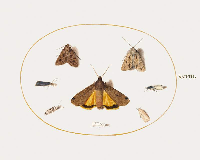 Eight Moths (1575–1580) painting in high resolution by Joris Hoefnagel. Original from The National Gallery of Art.…