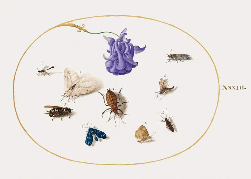 Moth and Butterfly with other Insects and a Columbine Flower (1575–1580) painting in high resolution by Joris…