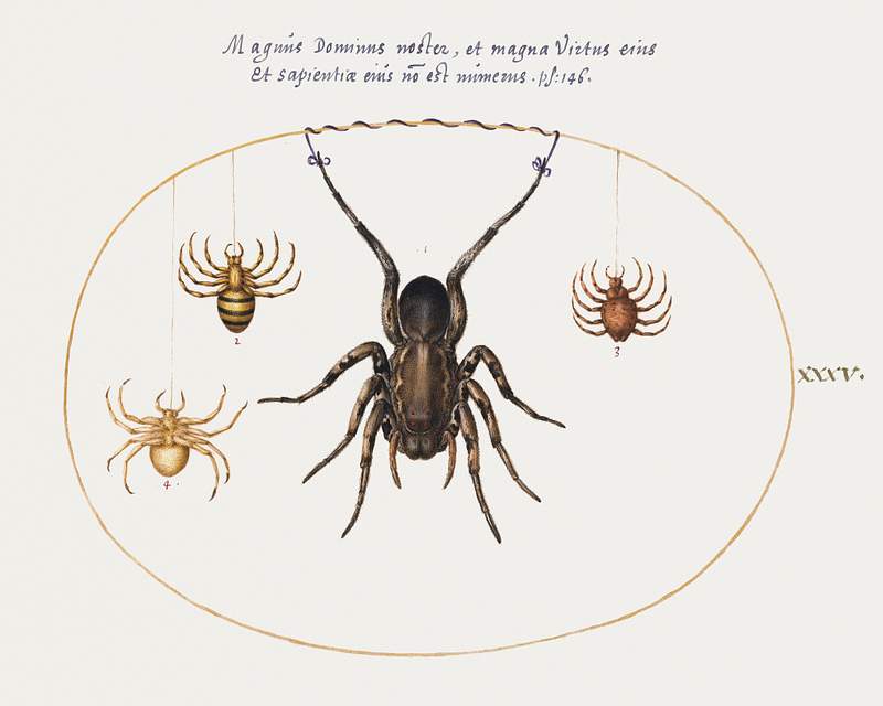 A Wolf Spider and Three Other Spiders (1575–1580) painting in high resolution by Joris Hoefnagel. Original from The…