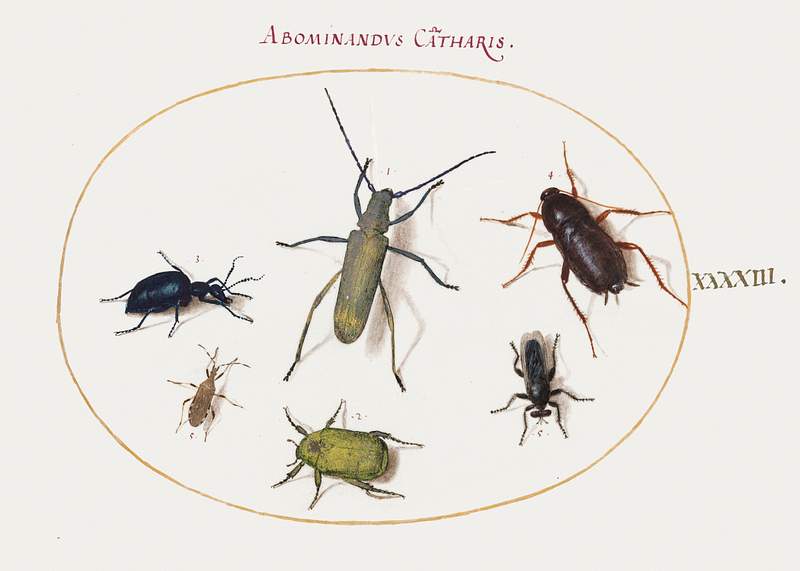 A Golden-Bloomed Gray Longhorn, Tansy Beetle, Cockroach, Leaf-Footed Bug, and Other Insects (1575–1580) painting in…