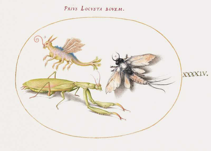 Mantis and Mayfly with an Imaginary Insect (1575–1580) painting in high resolution by Joris Hoefnagel. Original from…