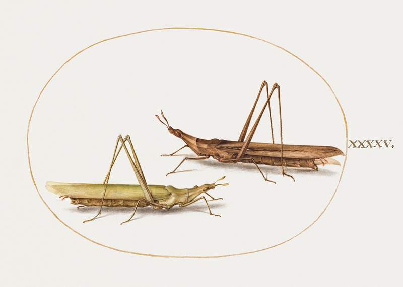 Two Grasshoppers (1575–1580) painting in high resolution by Joris Hoefnagel. Original from The National Gallery of Art.…