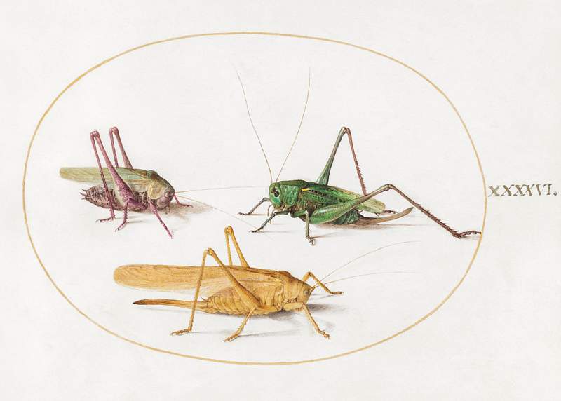 Three Grasshoppers (1575–1580) painting in high resolution by Joris Hoefnagel. Original from The National Gallery of…