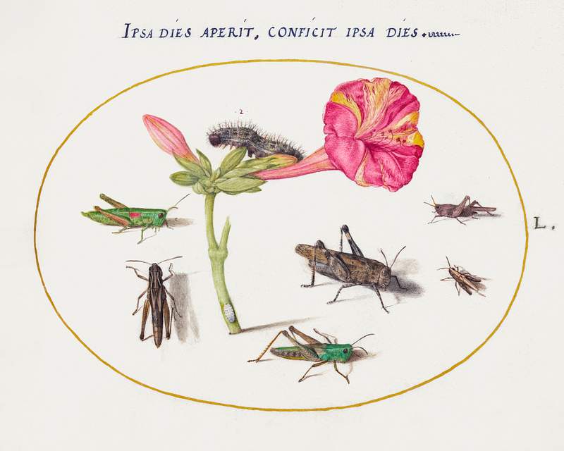 Grasshoppers, a Caterpillar, and a Scale Insect with a Four O'Clock Flower (1575–1580) painting in high resolution by…