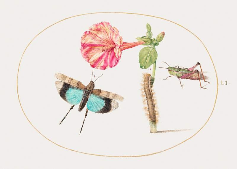 Grasshoppers and a Caterpillar with a Four O'Clock Flower (1575–1580) painting in high resolution by Joris Hoefnagel.…