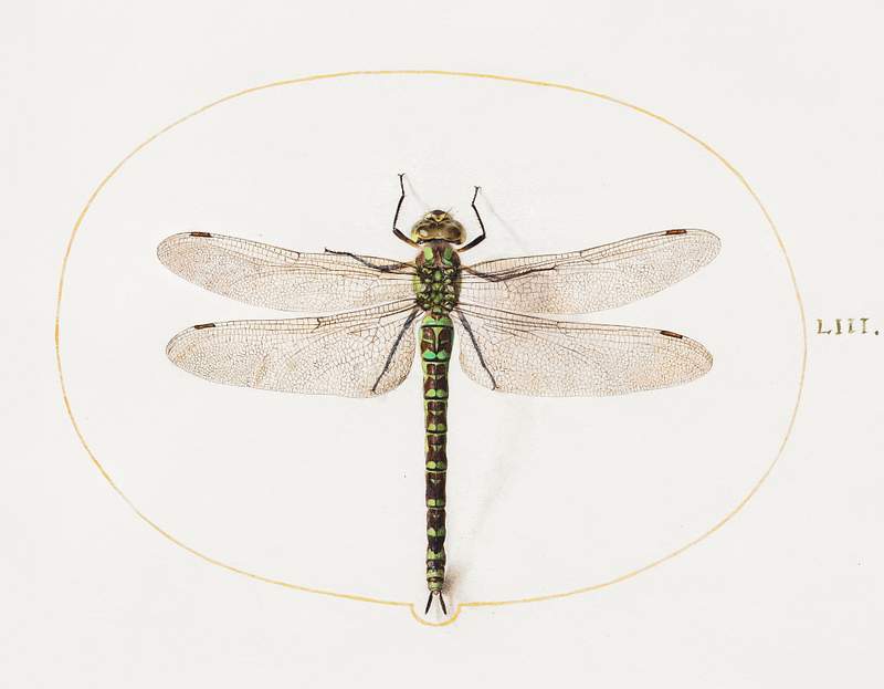 Dragonfly (1575–1580) painting in high resolution by Joris Hoefnagel. Original from The National Gallery of Art.…