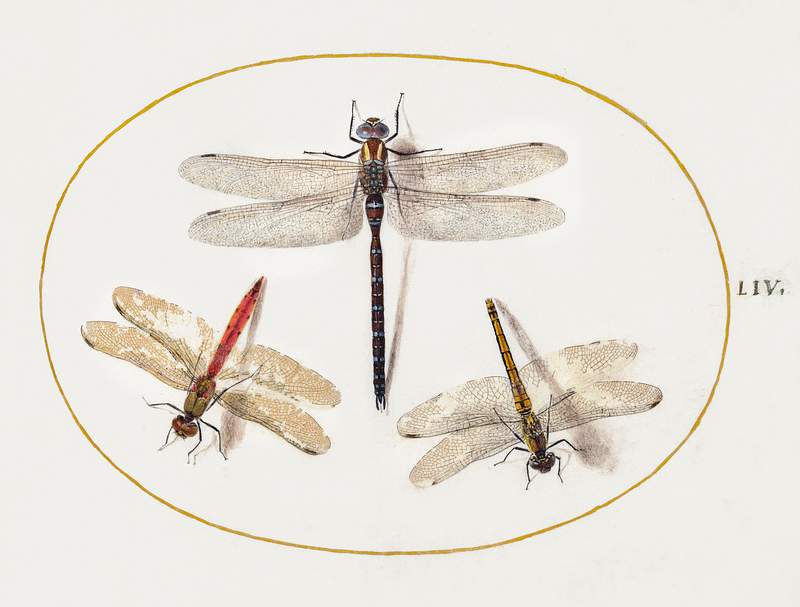 Three Dragonflies (1575–1580) painting in high resolution by Joris Hoefnagel. Original from The National Gallery of…