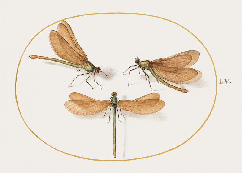 Three Green Dragonflies with Brown Wings (1575–1580) painting in high resolution by Joris Hoefnagel. Original from The…