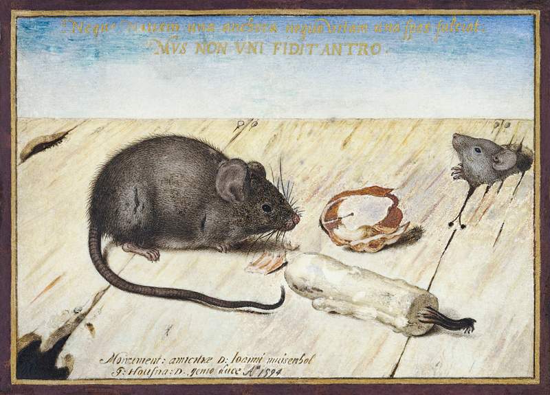 Two Mice (1594) painting in high resolution painting in high resolution by Joris Hoefnagel. Original from The Rijksmuseum.…