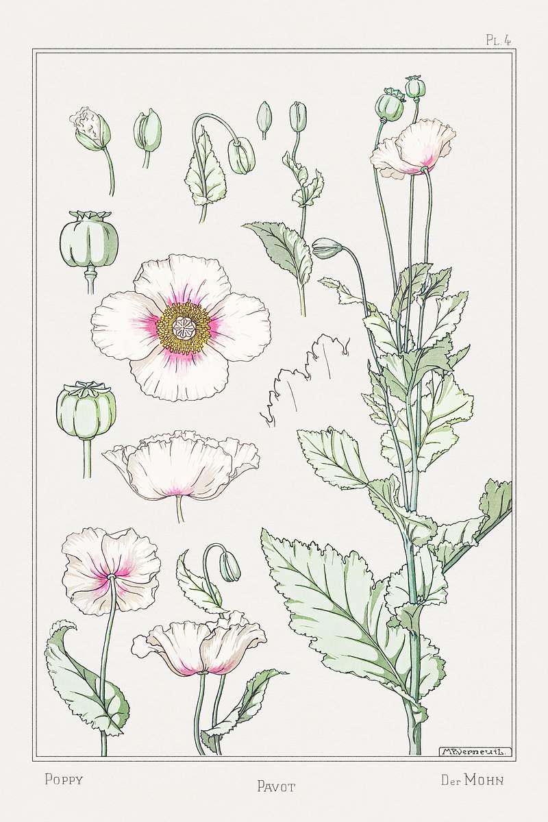Pavot (poppy) from La Plante et ses… | Free public domain illustration Pavot (poppy) from La Plante et ses Applications ornementales (1896) illustrated by Maurice Pillard Verneuil. Original from…
