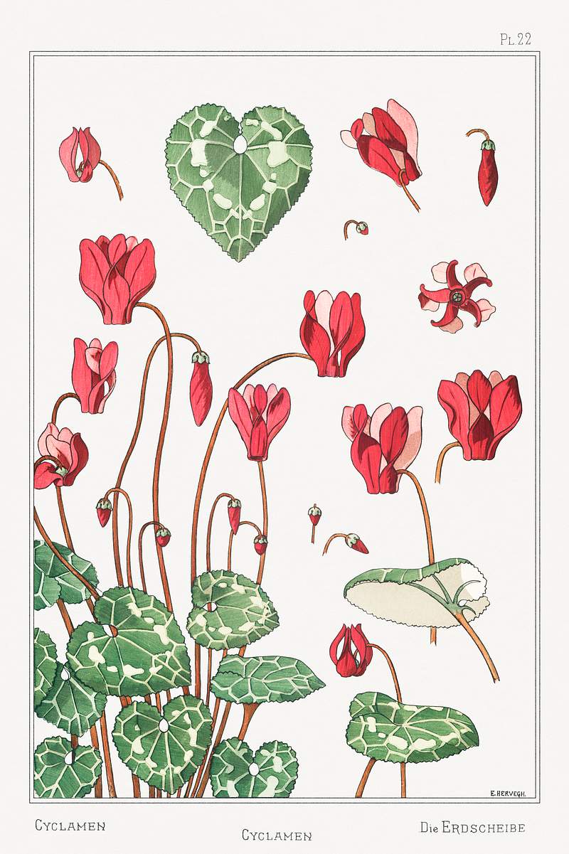 Cyclamen from La Plante et ses Applications… | Free public domain illustration Cyclamen from La Plante et ses Applications ornementales (1896) illustrated by Maurice Pillard Verneuil. Original from the…