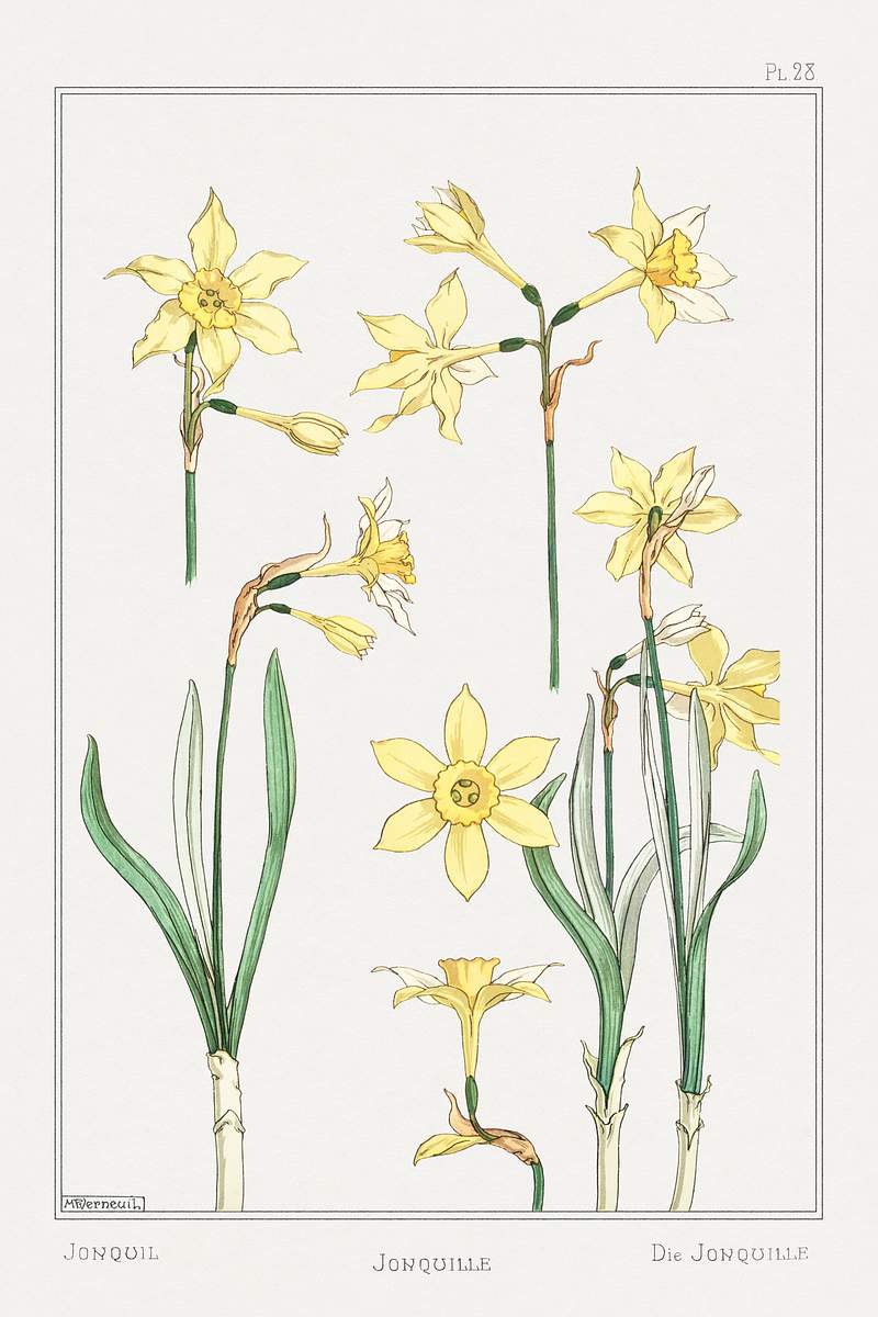 Jonquille or Jonquil from La Plante et ses Applications ornementales (1896) illustrated by Maurice Pillard Verneuil. Original…