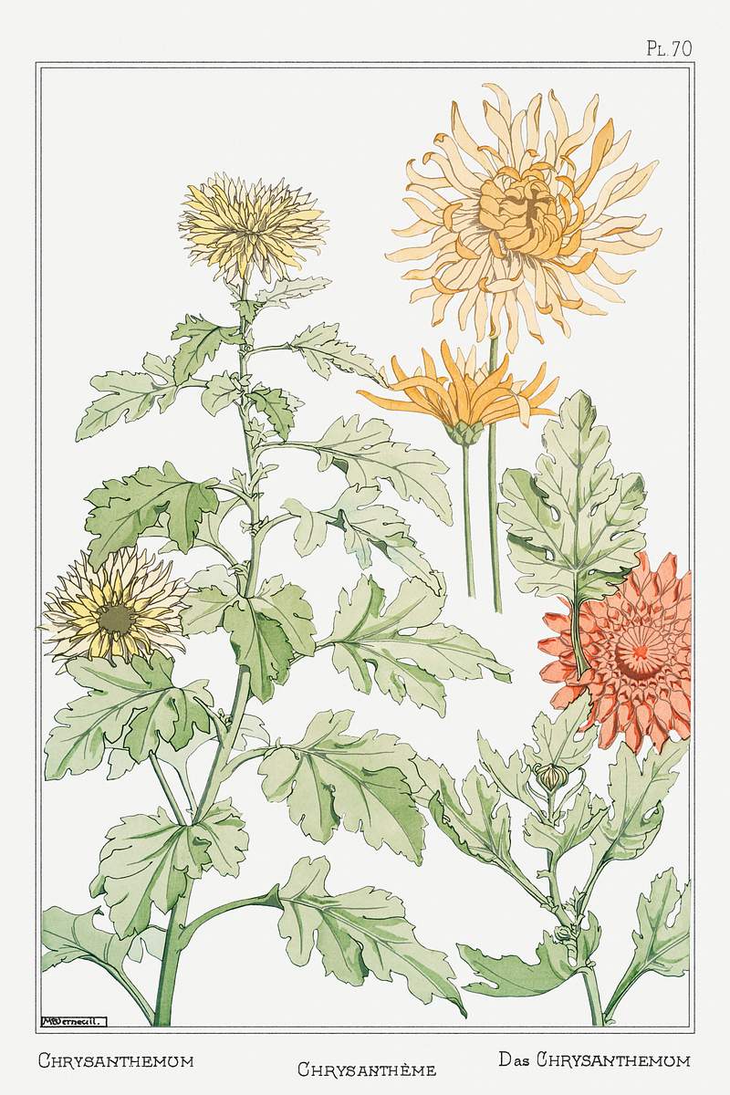 Chrysanthème (chrysanthemum) from La Plante et ses Applications ornementales (1896) illustrated by Maurice Pillard…