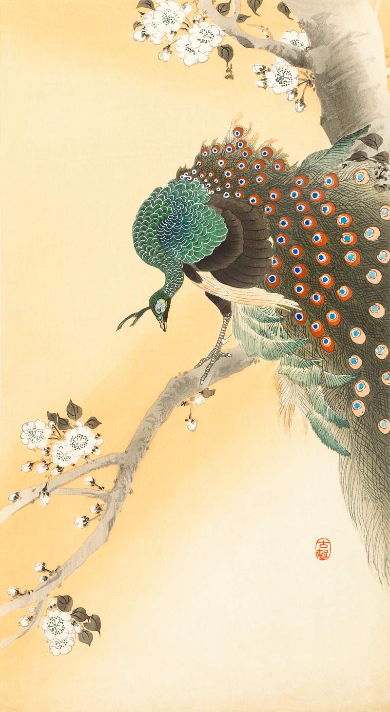 Peacock on a cherry blossom tree (1900-1930) by Ohara Koson (1877-1945). Original from The Rijksmuseum. Digitally enhanced by…