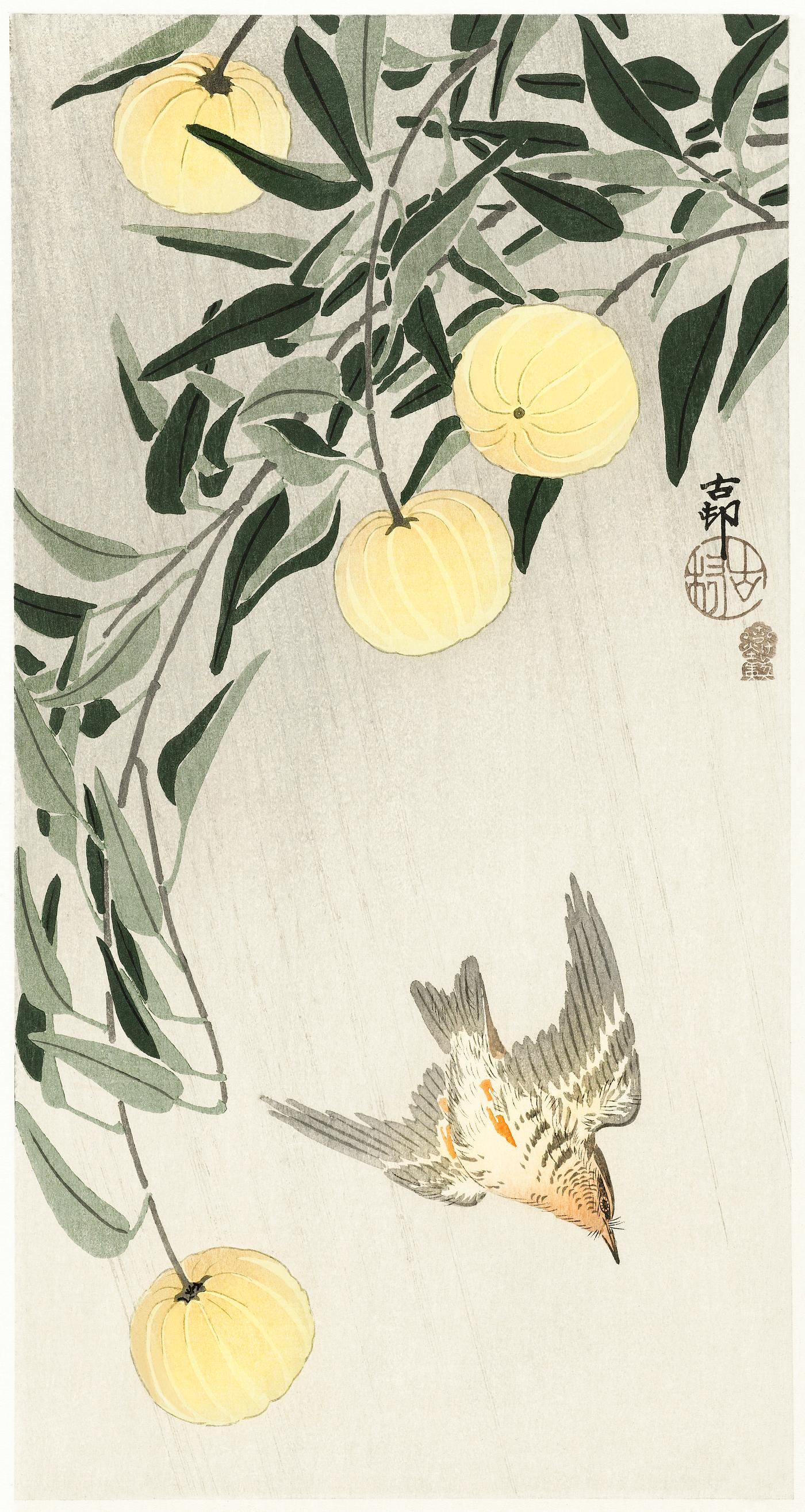 Cuckoo in the rain (1900 - 1910) by Ohara Koson (1877-1945). Original from The Rijksmuseum. Digitally enhanced by rawpixel. Cuckoo in the rain (1900 - 1910) by Ohara Koson (1877-1945). Original from The Rijksmuseum. Digitally enhanced by rawpixel.