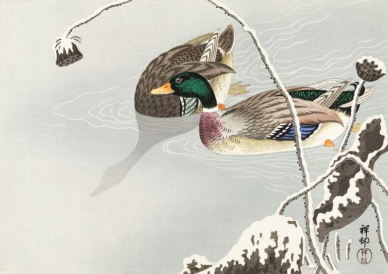 Two Mallards near a Snow-Covered Lotus (1925 - 1936) by Ohara Koson (1877-1945). Original from The Rijksmuseum. Digitally…