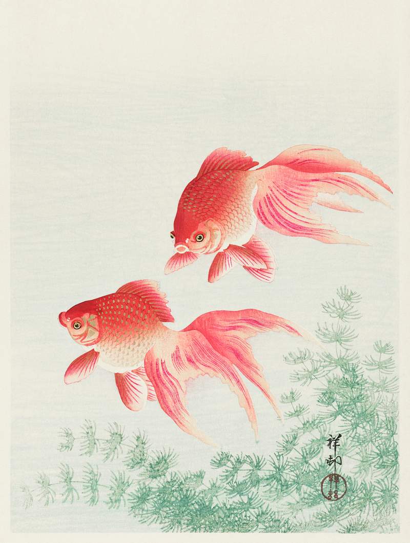 Two veil goldfish (1926) by Ohara Koson (1877-1945). Original from The Rijksmuseum. Digitally enhanced by rawpixel.