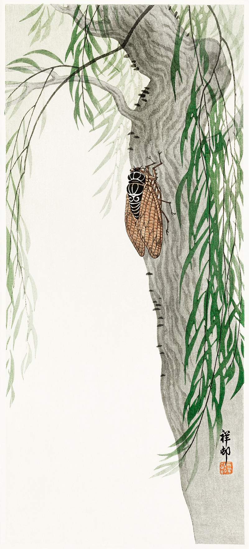 Cicada on tree (1900 - 1936) by Ohara Koson… | Free public domain illustration Cicada on tree (1900 - 1936) by Ohara Koson (1877-1945). Original from The Rijksmuseum. Digitally enhanced by rawpixel.