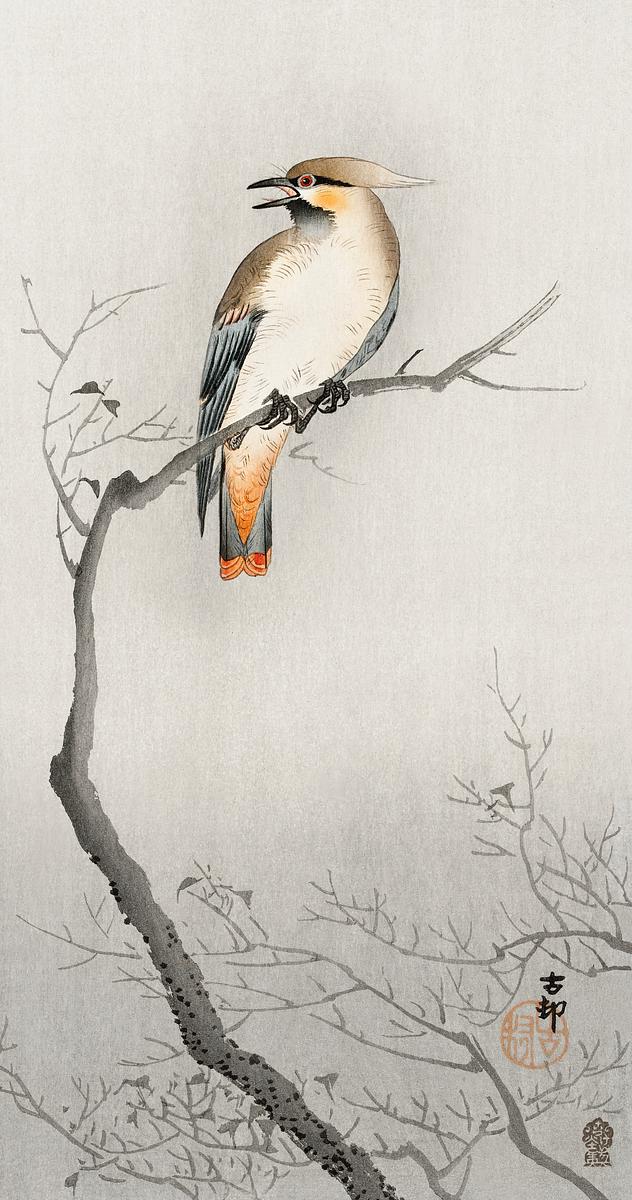 Japanese plague bird on branch (1900 - 1910)… | Free public domain illustration Japanese plague bird on branch (1900 - 1910) by Ohara Koson (1877-1945). Original from The Rijksmuseum. Digitally enhanced by…