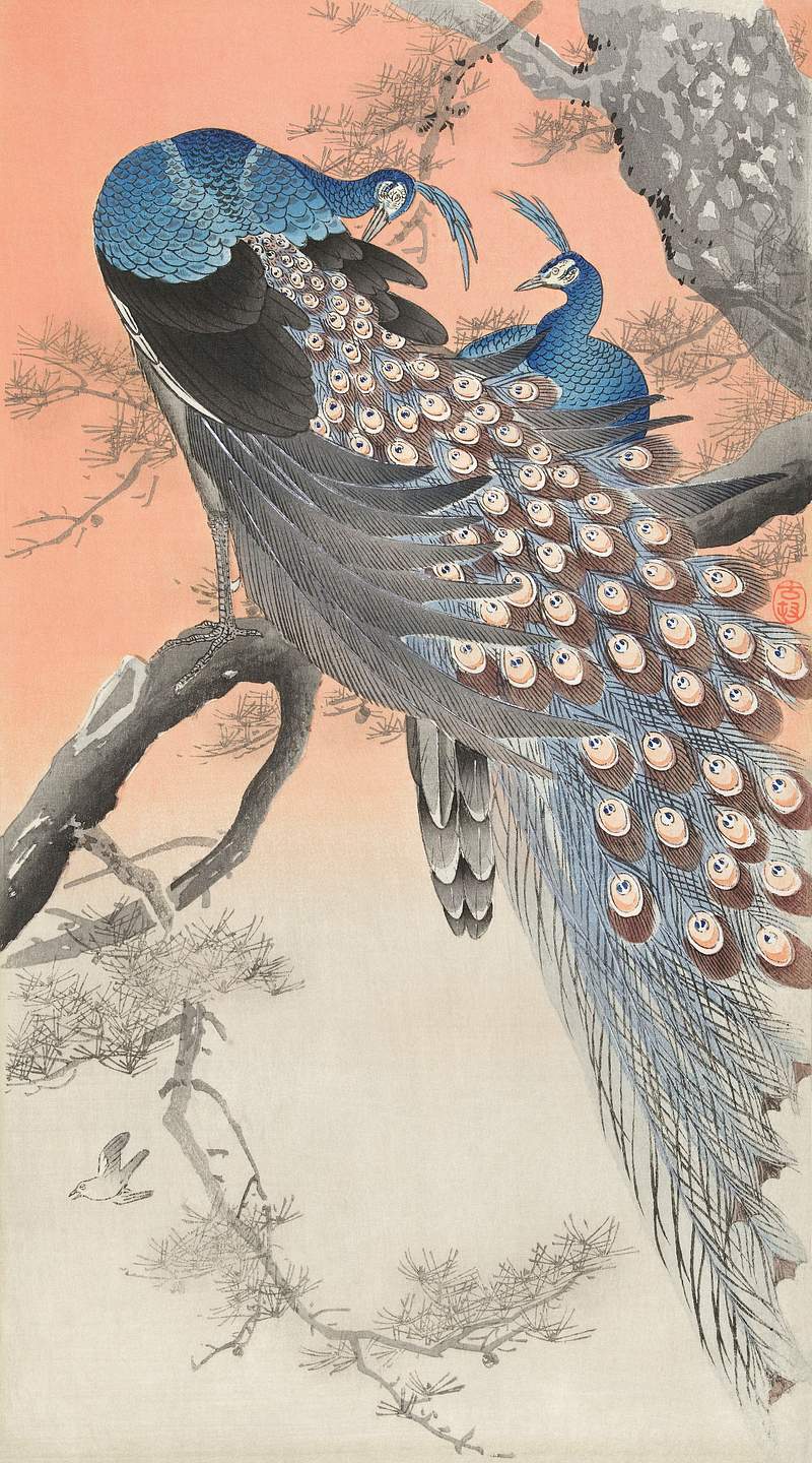 Two peacocks on tree branch (1900 - 1930) by Ohara Koson (1877-1945). Original from The Rijksmuseum. Digitally enhanced by…