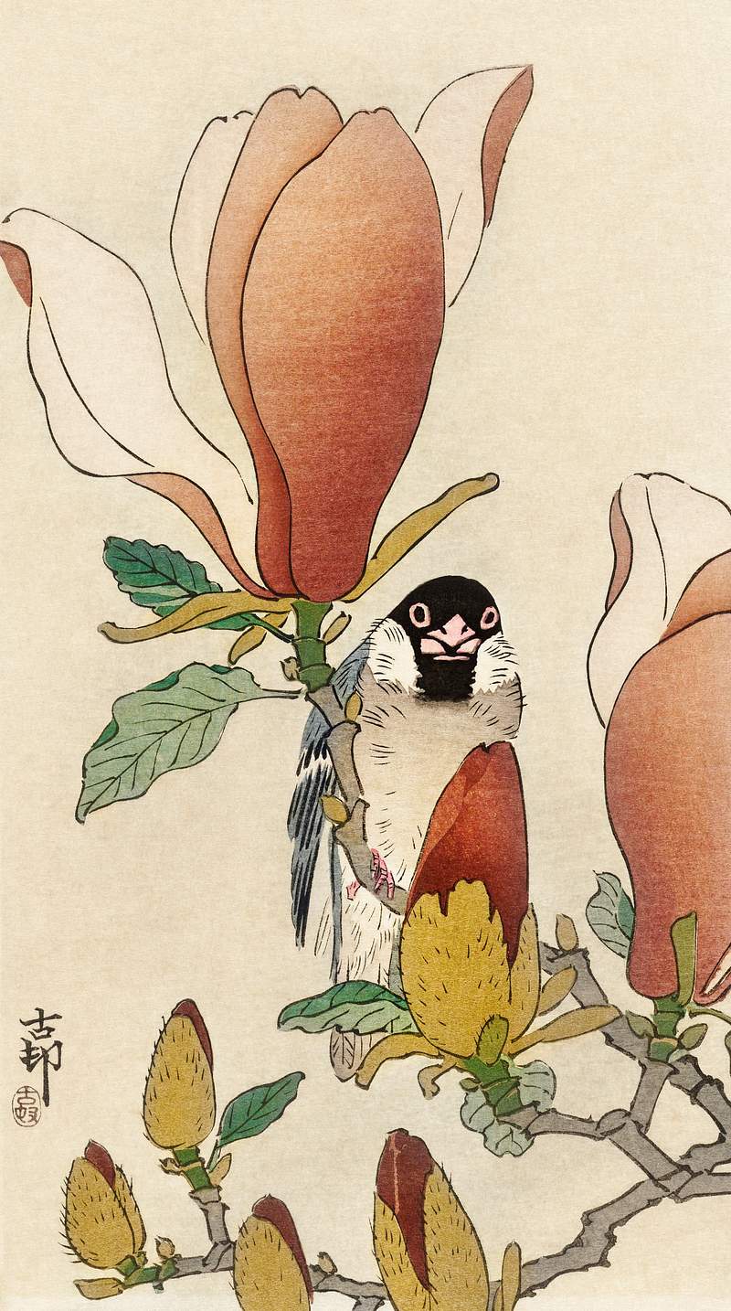 Sparrow on blooming magnolia branch (1900 - 1930) by Ohara Koson (1877-1945). Original from The Rijksmuseum. Digitally…