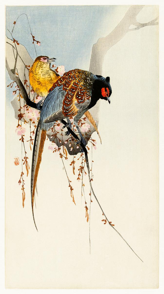 Pheasant couple and plum blossom (1900 -… | Free public domain illustration Pheasant couple and plum blossom (1900 - 1930) by Ohara Koson (1877-1945). Original from The Rijksmuseum. Digitally enhanced…
