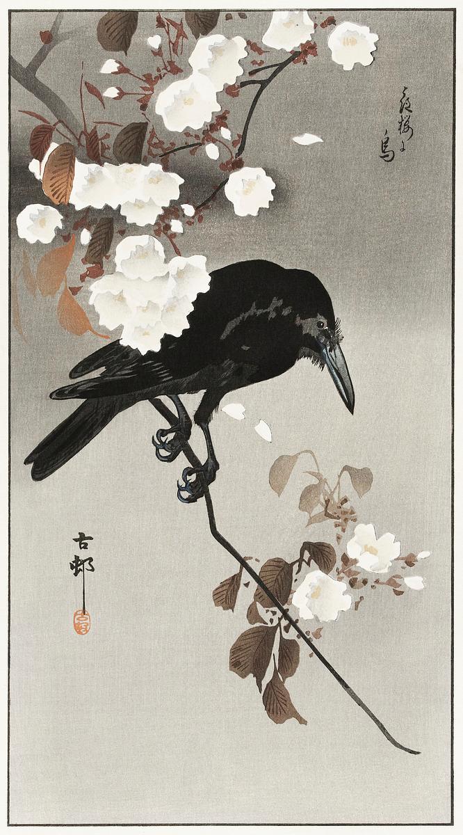 Crow and cherry blossom (1930 - 1975) by… | Free public domain illustration Crow and cherry blossom (1930 - 1975) by Ohara Koson (1877-1945). Original from The Rijksmuseum. Digitally enhanced by…
