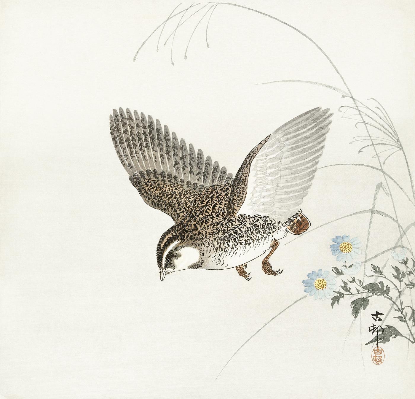 Flying quail (1900 - 1930) by Ohara Koson (1877-1945). Original from The Rijksmuseum. Digitally enhanced by rawpixel. Flying quail (1900 - 1930) by Ohara Koson (1877-1945). Original from The Rijksmuseum. Digitally enhanced by rawpixel.