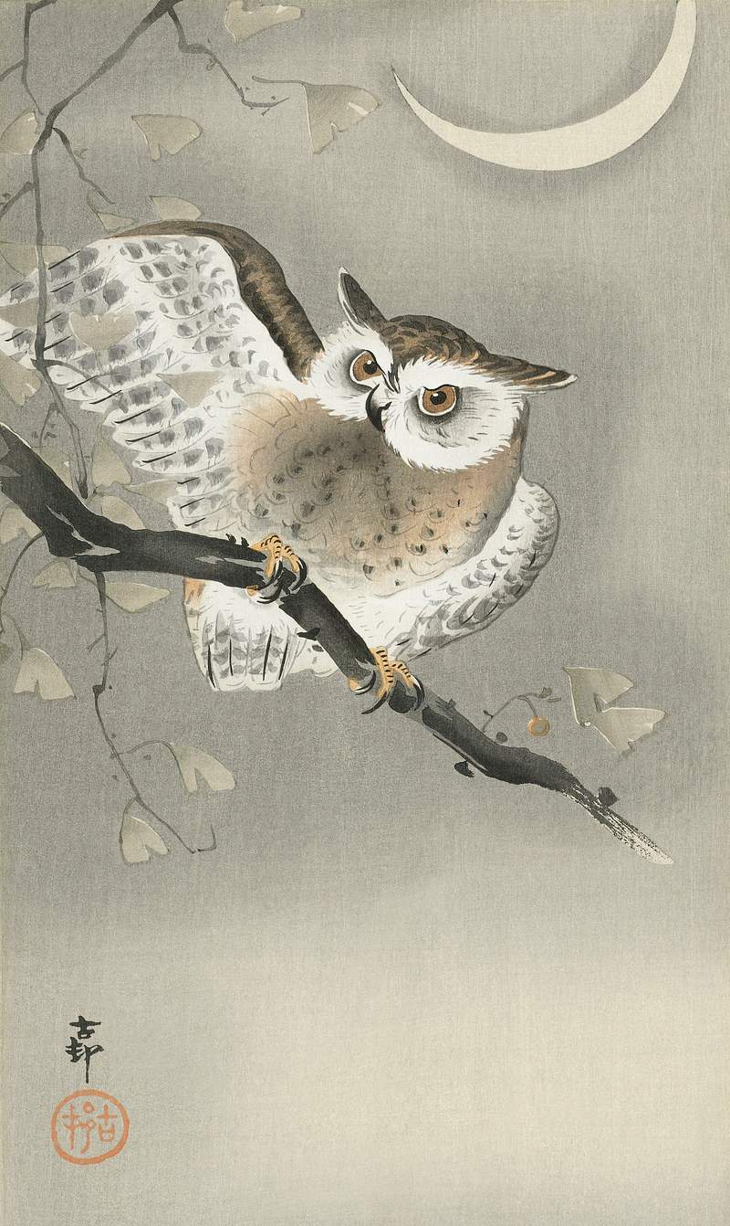 Long-eared owl Long-eared owl in ginkgo (1900 - 1930) by Ohara Koson (1877-1945). Original from The Rijksmuseum. Digitally enhanced by…