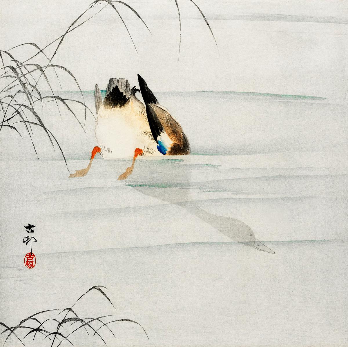 Mallard, the head under water (1900 - 1930)… | Free public domain illustration Mallard, the head under water (1900 - 1930) by Ohara Koson (1877-1945). Original from The Rijksmuseum. Digitally enhanced by…