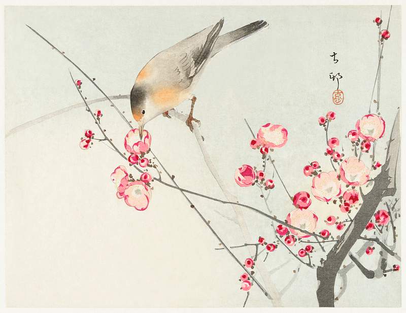 Songbird on blossom branch (1900 - 1936) by Ohara Koson (1877-1945). Original from The Rijksmuseum. Digitally enhanced by…