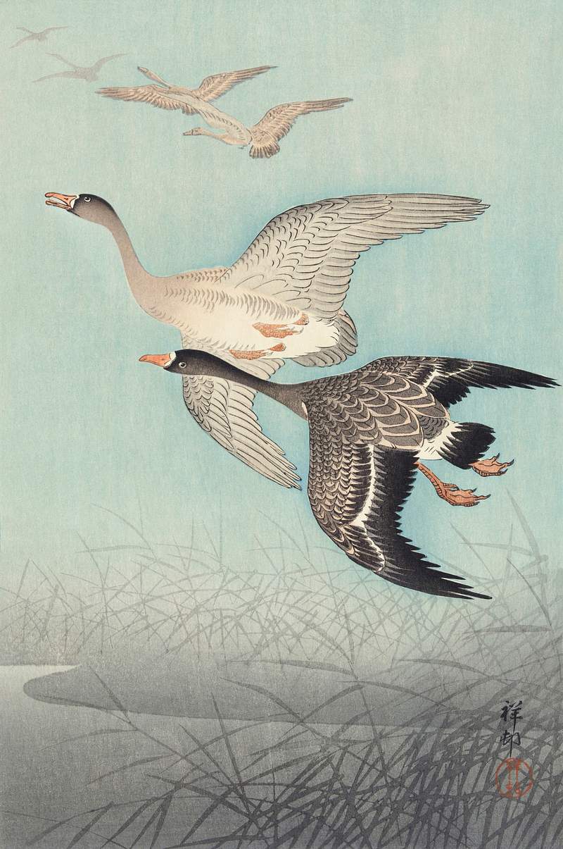 Great geese in flight (1925 - 1936) by Ohara Koson (1877-1945). Original from The Rijksmuseum. Digitally enhanced by…
