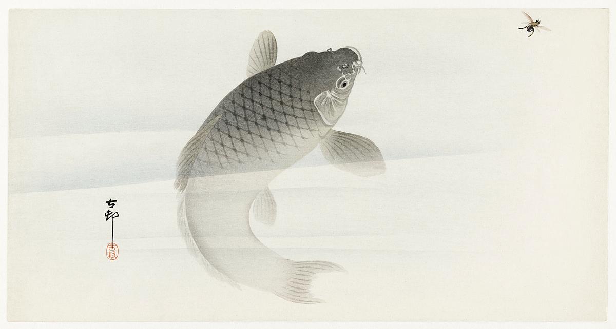 Carp and fly (1900 - 1930) by Ohara Koson… | Free public domain illustration Carp and fly (1900 - 1930) by Ohara Koson (1877-1945). Original from The Rijksmuseum. Digitally enhanced by rawpixel.