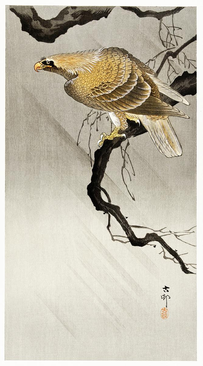Eagle on branch (1900 - 1910) by Ohara Koson… | Free public domain illustration Eagle on branch (1900 - 1910) by Ohara Koson (1877-1945). Original from The Rijksmuseum. Digitally enhanced by rawpixel.