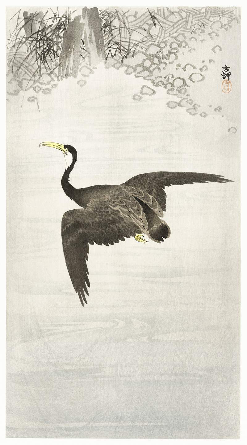 Cormorant in flight (1900 - 1930) by Ohara… | Free public domain illustration Cormorant in flight (1900 - 1930) by Ohara Koson (1877-1945). Original from The Rijksmuseum. Digitally enhanced by rawpixel.
