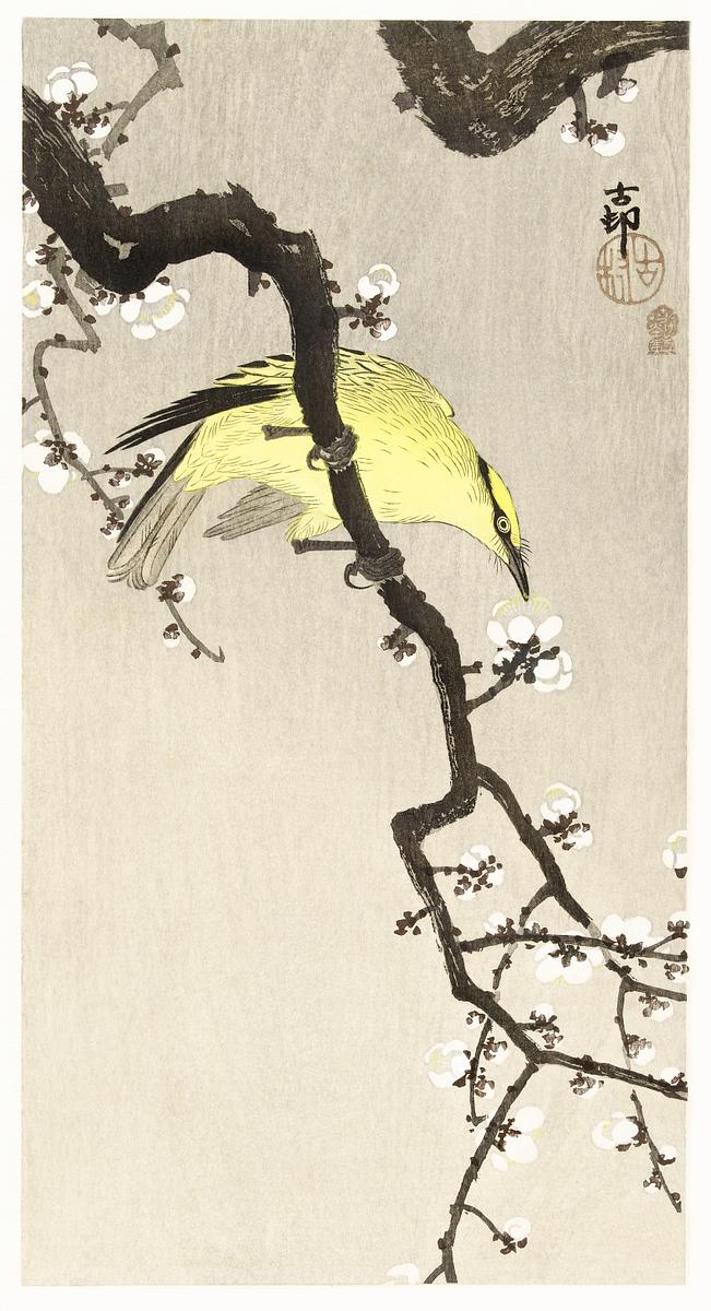 Chinese oriole on plum blossom branch (1900 -… | Free public domain illustration Chinese oriole on plum blossom branch (1900 - 1910) by Ohara Koson (1877-1945). Original from The Rijksmuseum. Digitally…