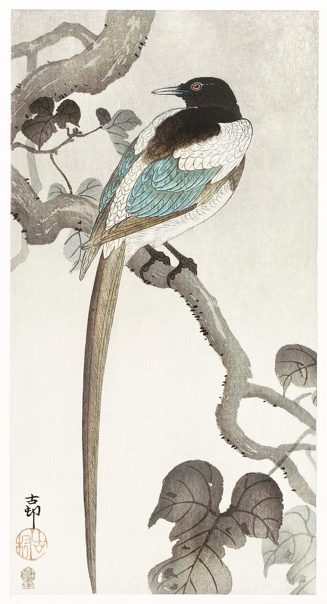 Magpie on tree branch (1900 - 1910) by Ohara… | Free public domain illustration Magpie on tree branch (1900 - 1910) by Ohara Koson (1877-1945). Original from The Rijksmuseum. Digitally enhanced by…