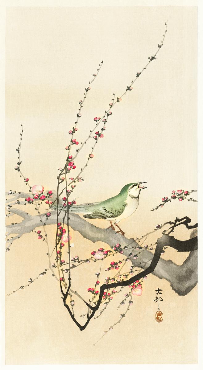 Songbird and plum blossom (1900 - 1936) by… | Free public domain illustration Songbird and plum blossom (1900 - 1936) by Ohara Koson (1877-1945). Original from The Rijksmuseum. Digitally enhanced by…