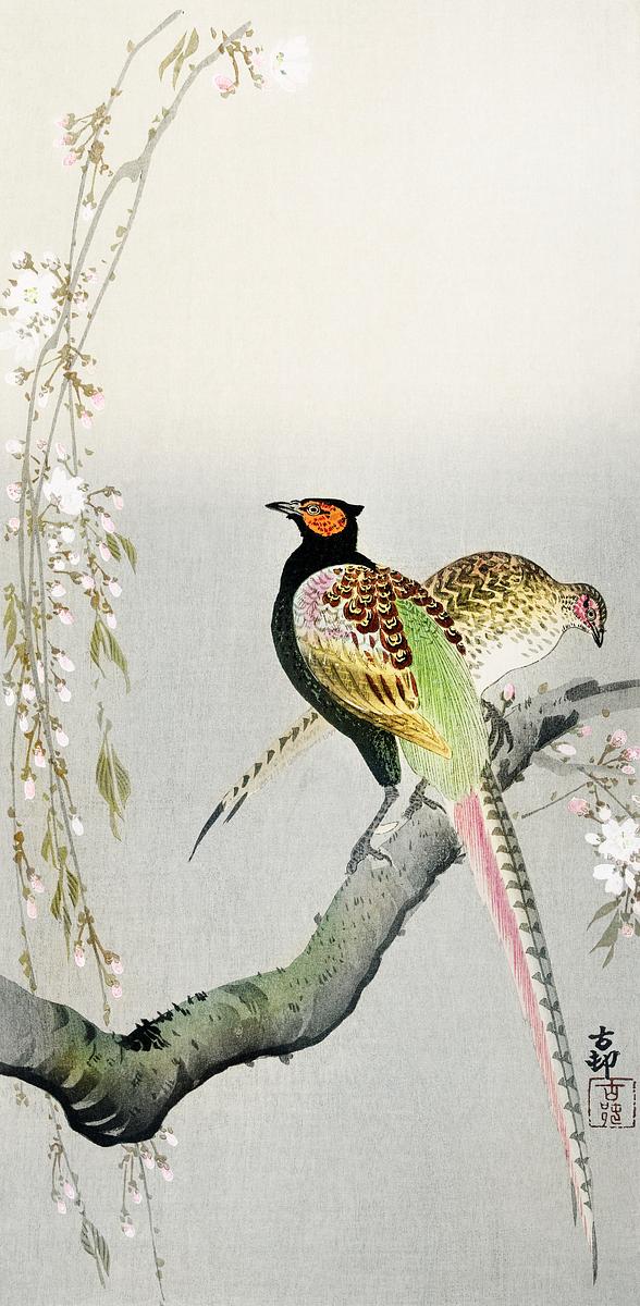 Couple pheasants and cherry blossom (1900 -… | Free public domain illustration Couple pheasants and cherry blossom (1900 - 1936) by Ohara Koson (1877-1945). Original from The Rijksmuseum. Digitally…