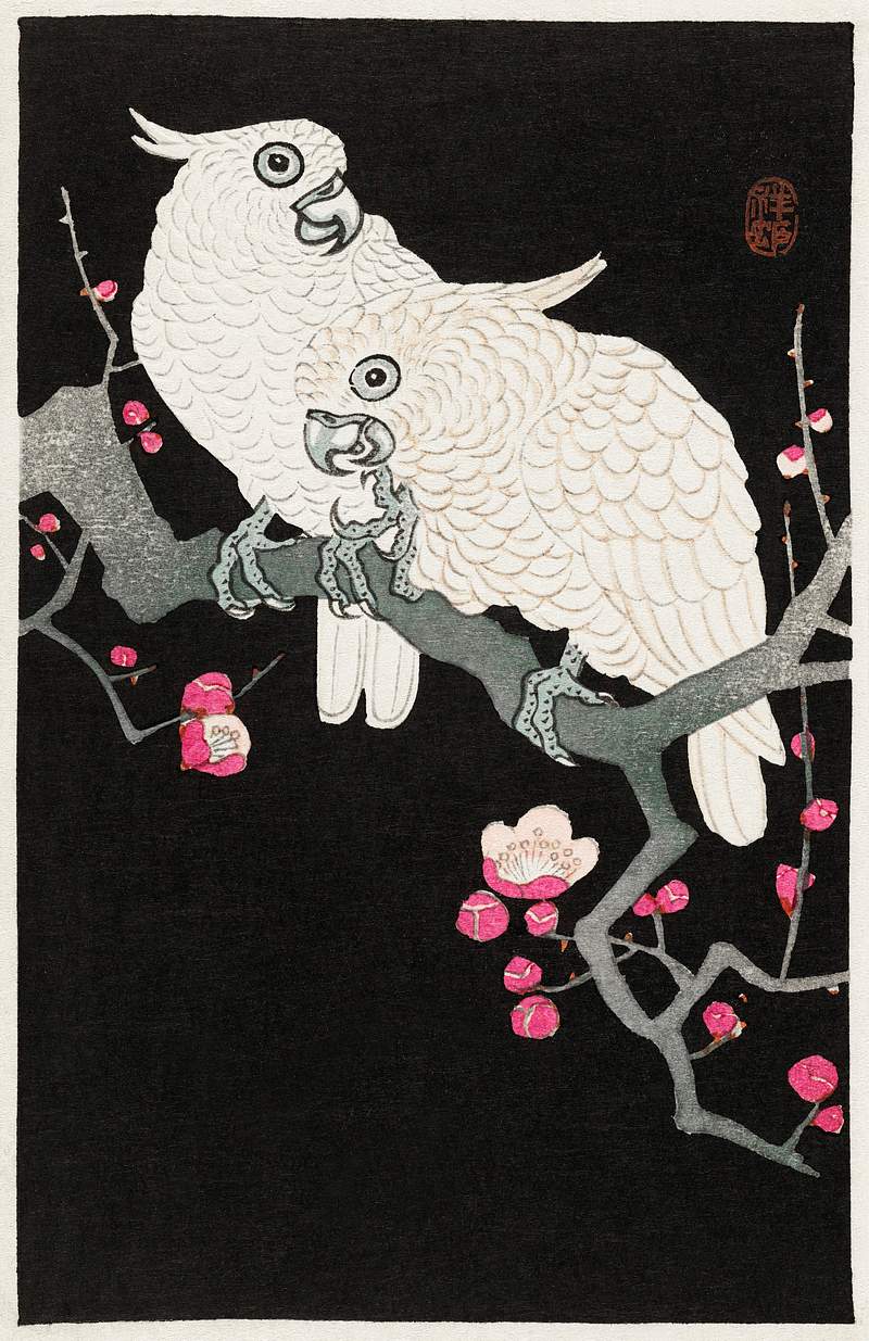 Two cockatoo and plum blossom (1925 - 1936) by Ohara Koson (1877-1945). Original from The Rijksmuseum. Digitally enhanced by…