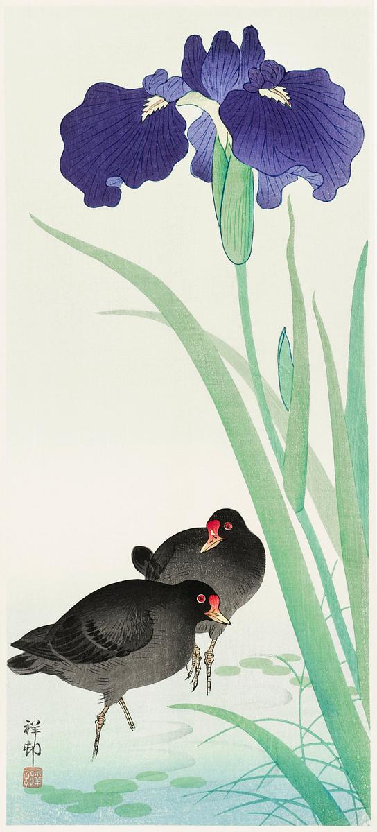 Waterhoots and iris (1925 - 1936) by Ohara… | Free public domain illustration Waterhoots and iris (1925 - 1936) by Ohara Koson (1877-1945). Original from The Rijksmuseum. Digitally enhanced by rawpixel.