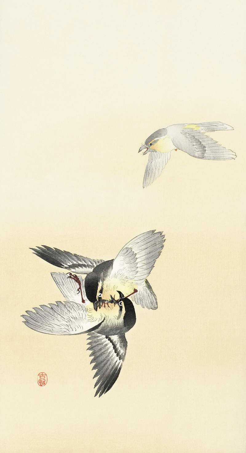 Two fighting birds (1900 - 1936) by Ohara… | Free public domain illustration Two fighting birds (1900 - 1936) by Ohara Koson (1877-1945). Original from The Rijksmuseum. Digitally enhanced by rawpixel.