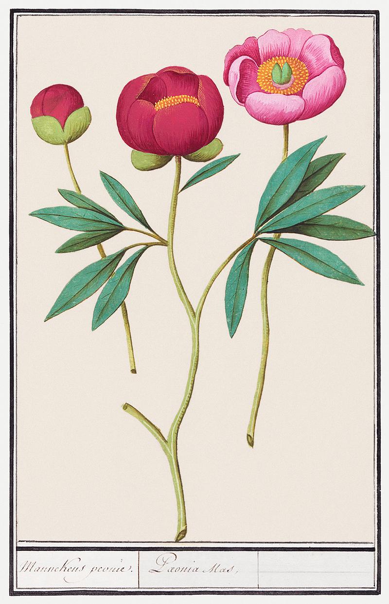 Peony in vintage style Peony, Paeonia (1596–1610) by Anemone. Original from the Rijksmuseum. Digitally enhanced by rawpixel.