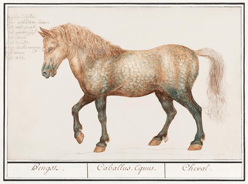Horse in vintage style Horse, Equus ferus caballus (1596–1610) by Anselmus Boëtius de Boodt. Original from the Rijksmuseum. Digitally…