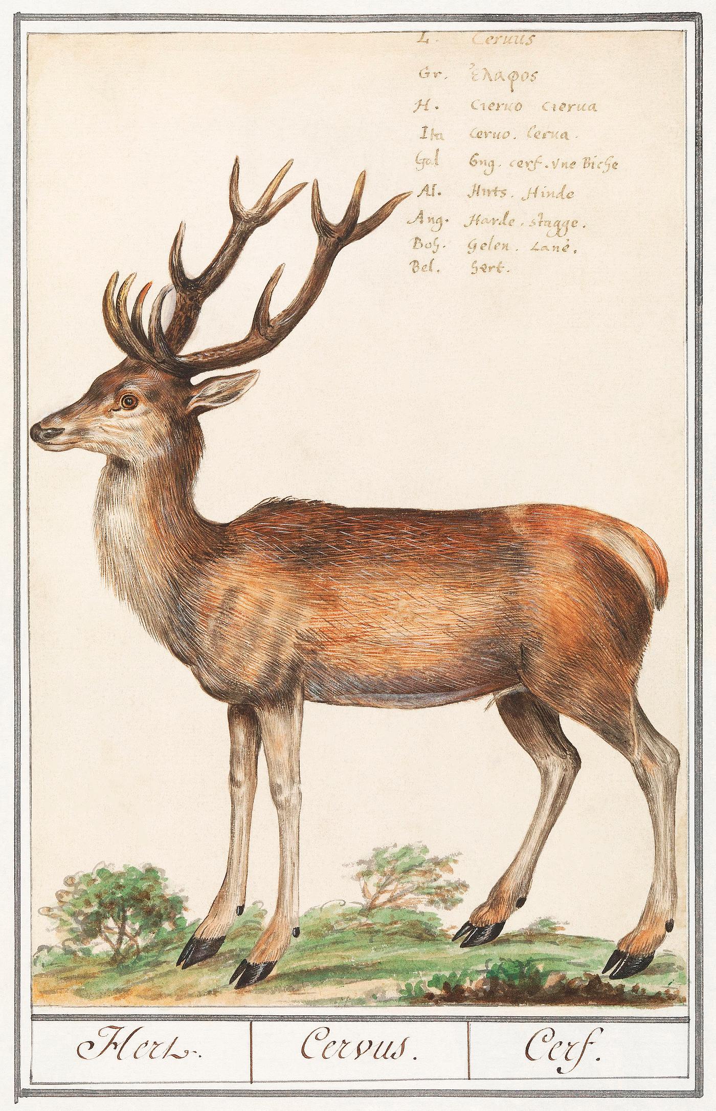 Deer in vintage style Deer, Cervidae (1596–1610) by Anselmus Boëtius de Boodt. Original from the Rijksmuseum. Digitally enhanced by...