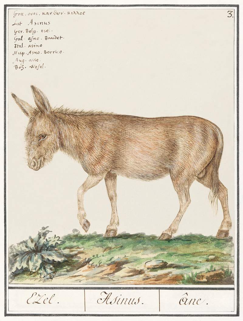 Donkey in vintage style Donkey, Equus africanus asinus (1596–1610) by Anselmus Boëtius de Boodt. Original from the Rijksmuseum. Digitally…