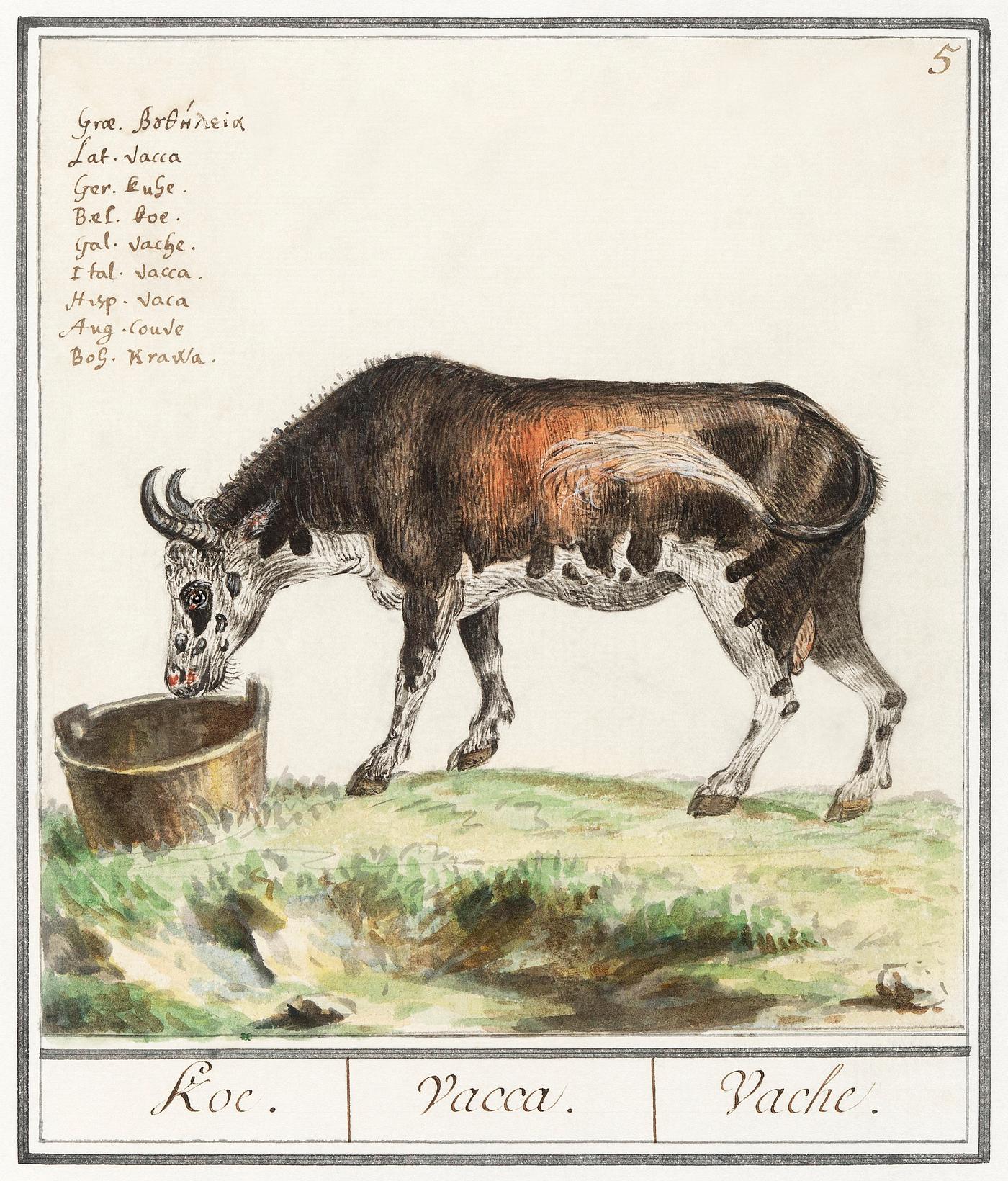 Cow, Bos taurus (1596–1610) by Anselmus Boëtius de Boodt. Original from the Rijksmuseum. Digitally enhanced by... Cow, Bos taurus (1596–1610) by Anselmus Boëtius de Boodt. Original from the Rijksmuseum. Digitally enhanced by...