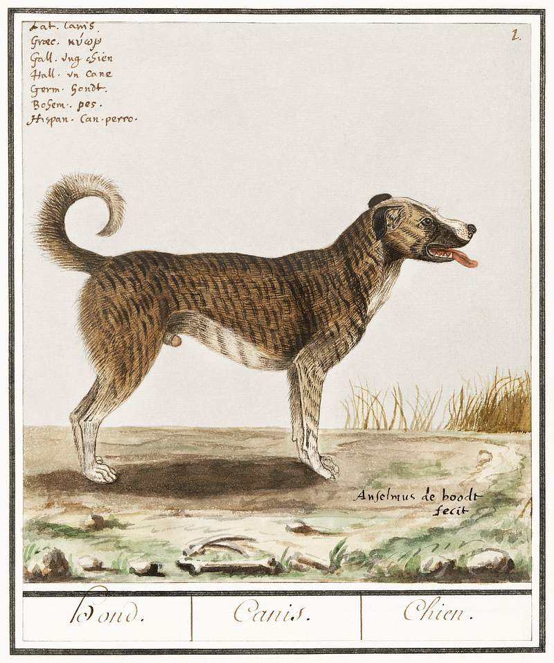 Dog in vintage style | Free public domain illustration Dog, Canis lupus familiaris (1596–1610) by Anselmus Boëtius de Boodt. Original from the Rijksmuseum. Digitally…