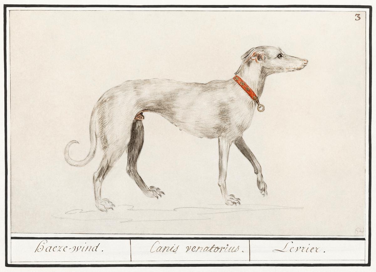 Greyhound in vintage style | Free public domain illustration Greyhound, Canis lupus familiaris (1596–1610) by Anselmus Boëtius de Boodt. Original from the Rijksmuseum.…